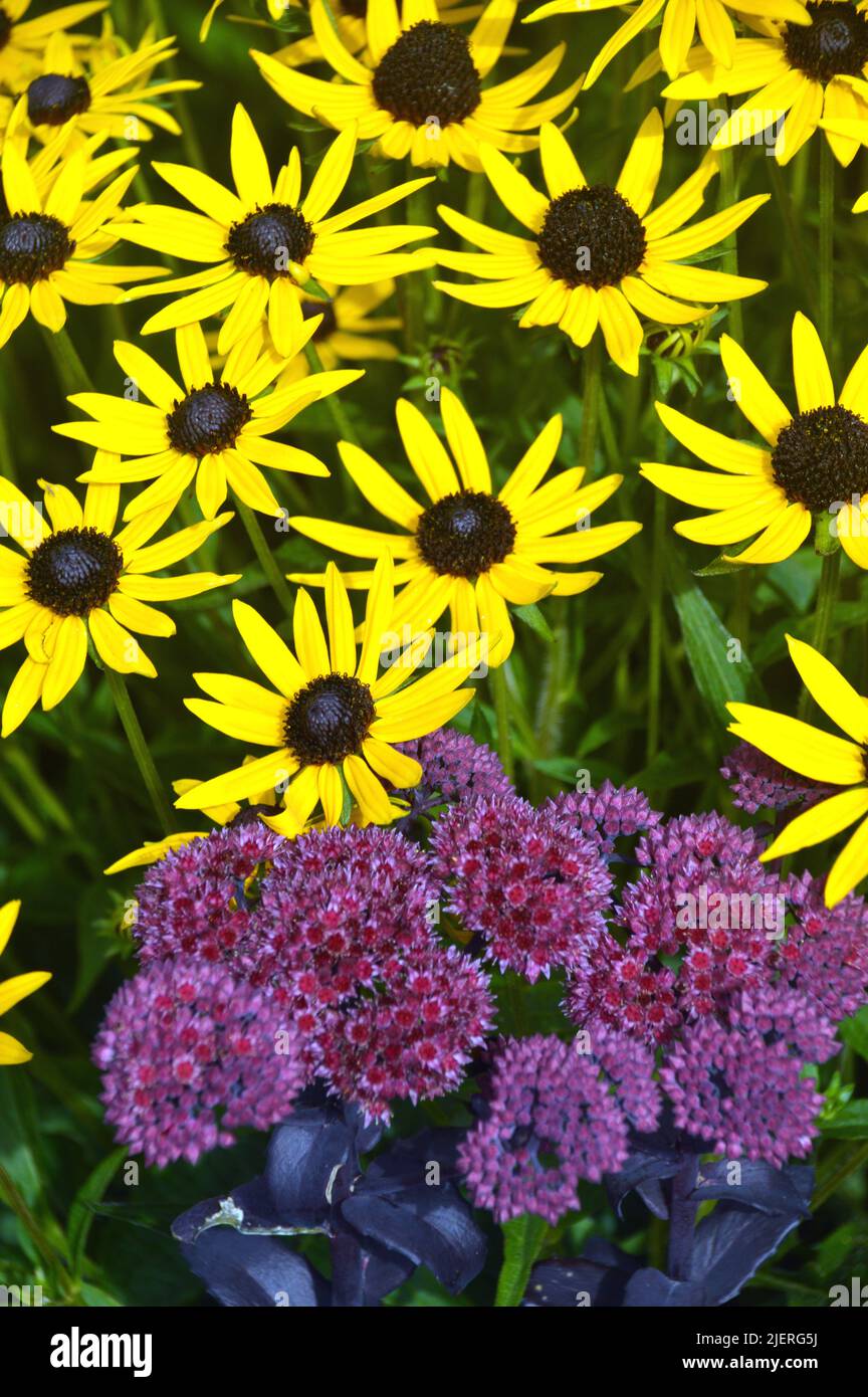 Purple Hylotelephium Sedum 'José Aubergine' (Stonecrop) & Yellow Rudbeckia Fulgida 'Little Goldstar' (Black Eyed Susan) Coneflower., RHS Harlow Carr. Stock Photo