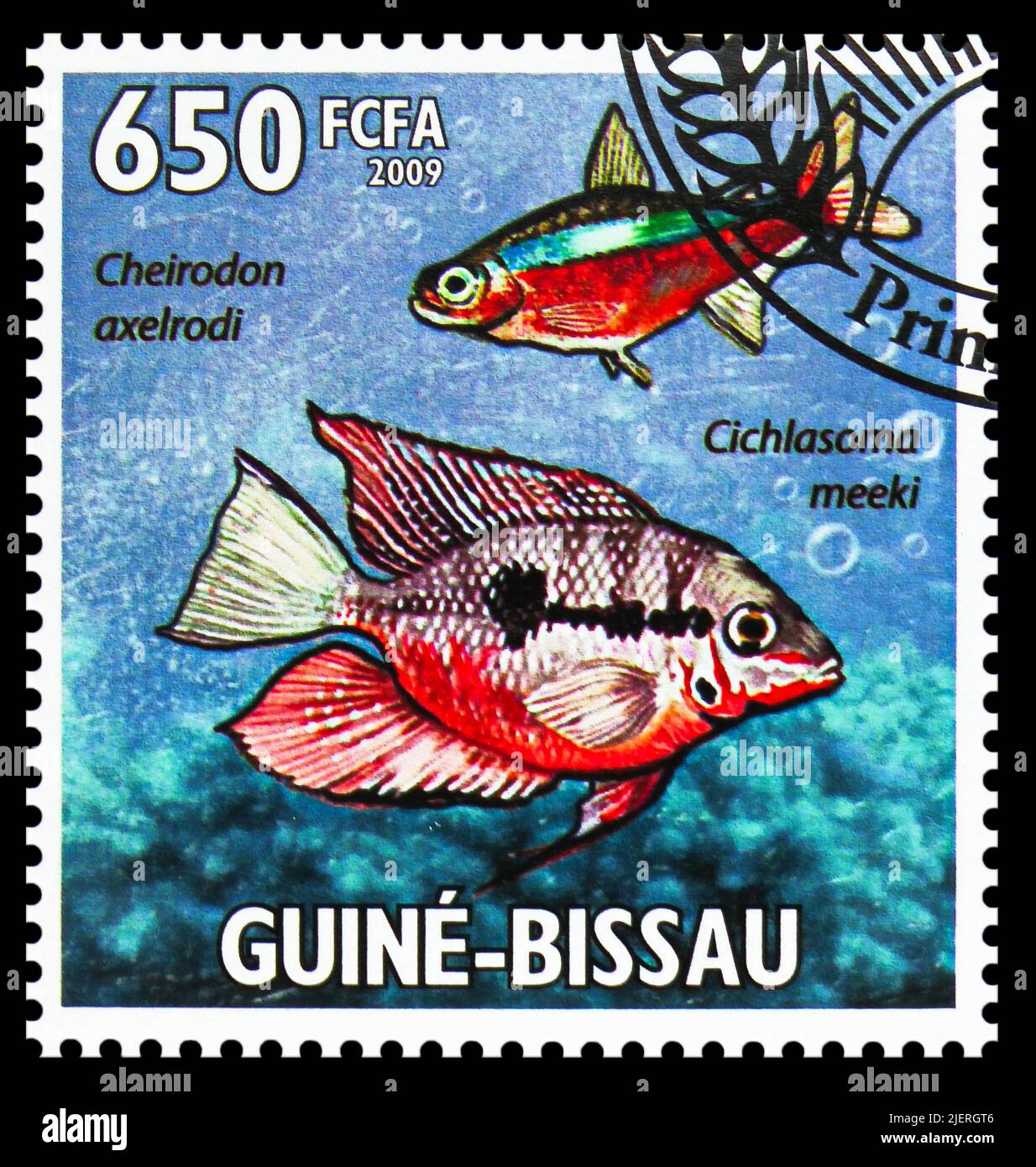 MOSCOW, RUSSIA - JUNE 17, 2022: Postage stamp printed in Guinea-Bissau shows Cardinal Tetra (Paracheirodon axelrodi), Firemouth cichlid (Thorichthys m Stock Photo