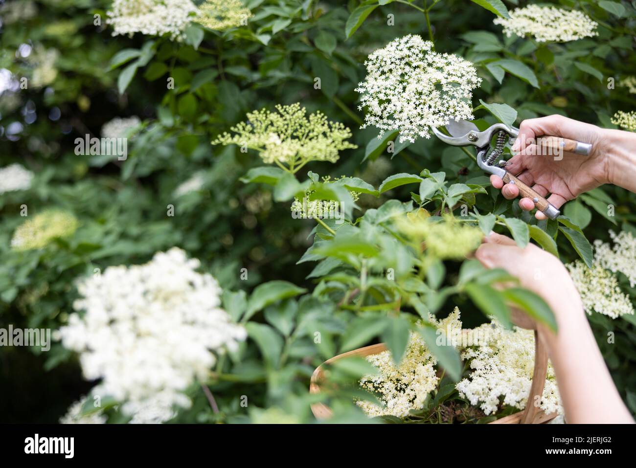 Close Up Of Woman Foraging For And Cutting Wild Elderflower From Bush With Secateurs And Putting In Basket Stock Photo