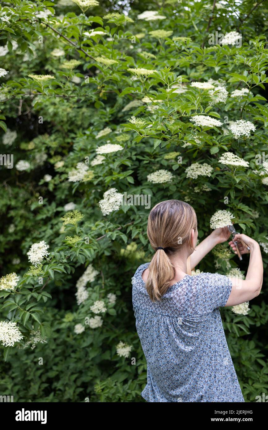 Rear View Of Woman Foraging For And Cutting Wild Elderflower From Bush With Secateurs And Putting In Basket Stock Photo
