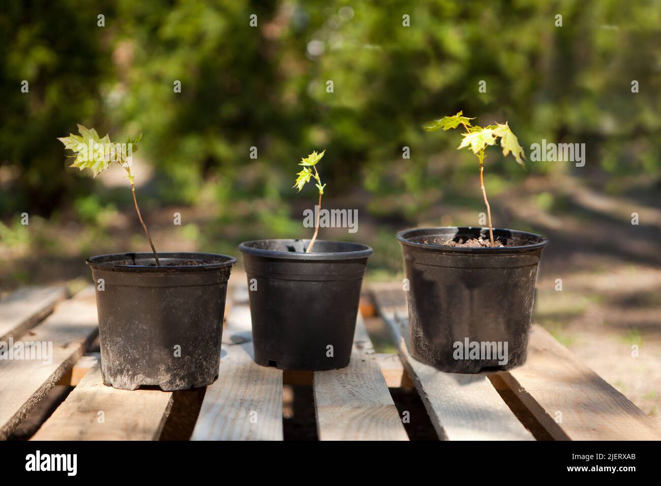 potted maple seedlings. Row of young maple trees in plastic pots