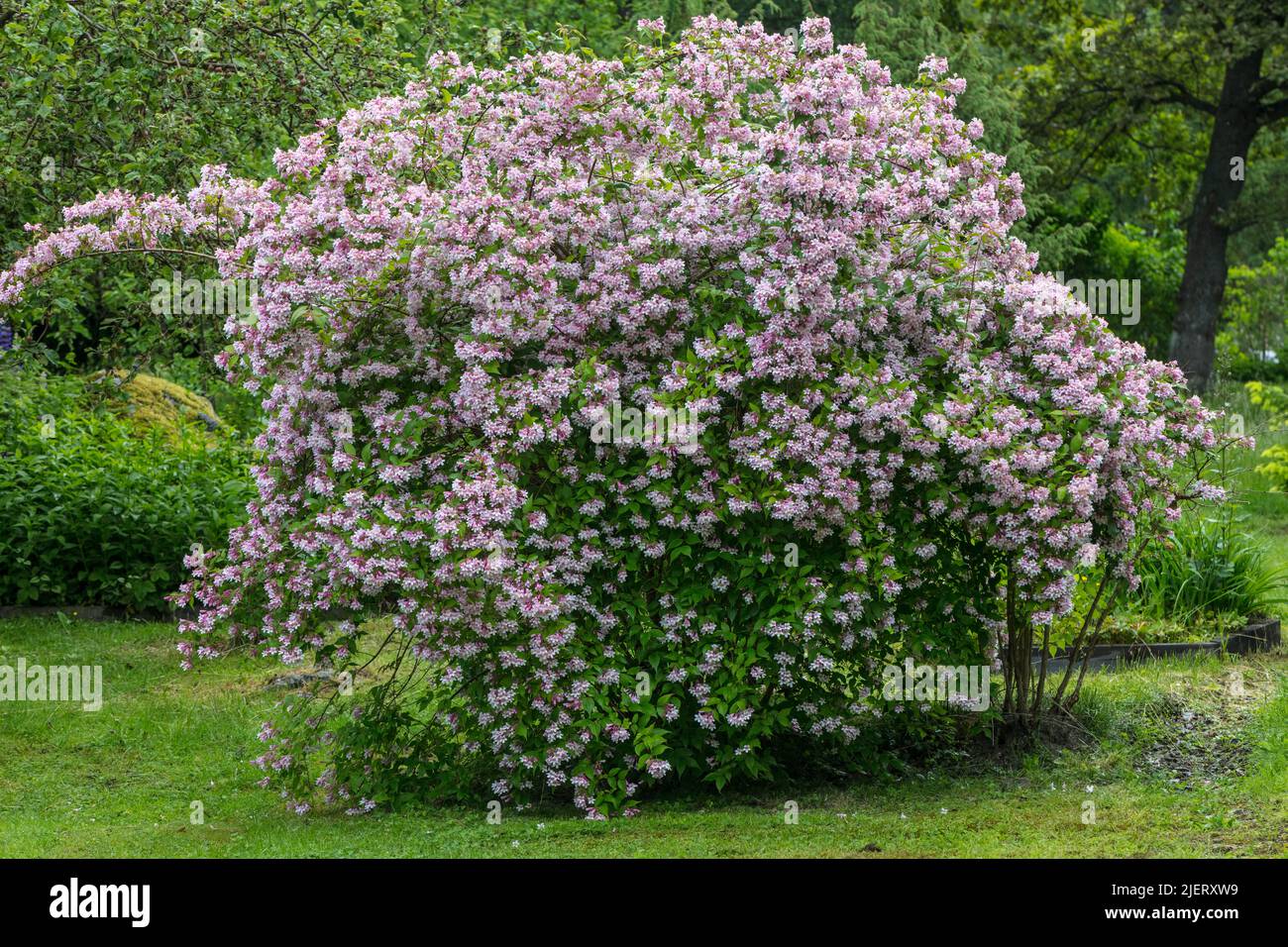 Palace Rooth 'Palace Purple' Small-leaved alum root, Småblommig alunrot (Heuchera ...