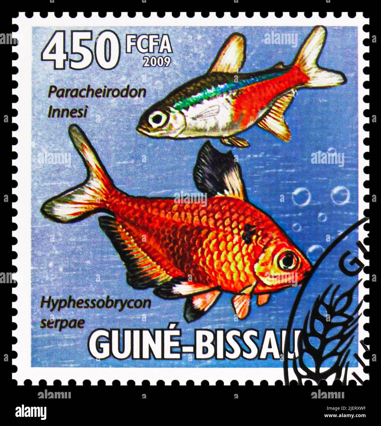 MOSCOW, RUSSIA - JUNE 17, 2022: Postage stamp printed in Guinea-Bissau shows Neon Tetra (Paracheirodon innesi), Serpae Tetra (Hyphessobrycon eques), T Stock Photo