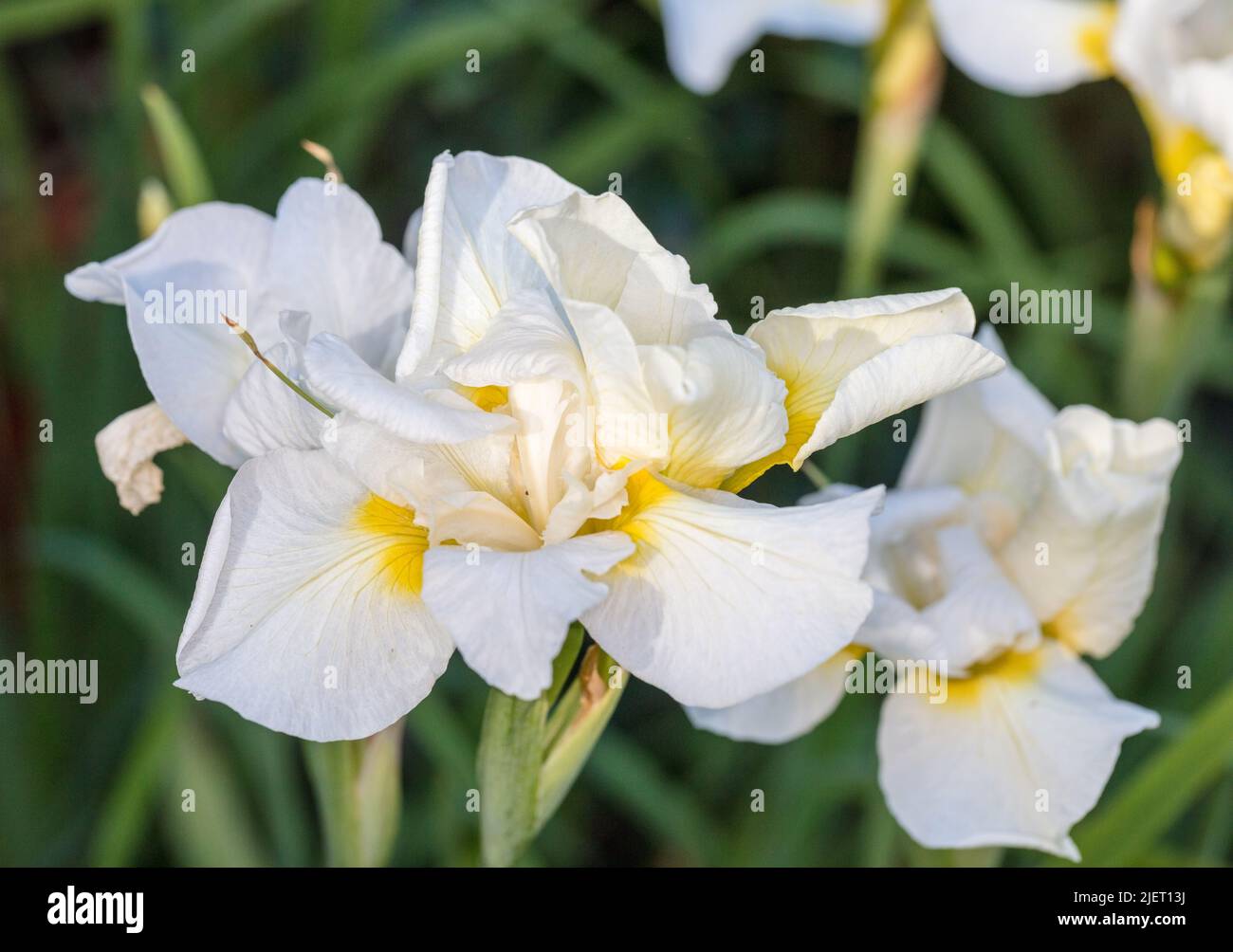'Snow Queen' Siberian Iris, Strandiris (Iris sibirica Stock Photo - Alamy