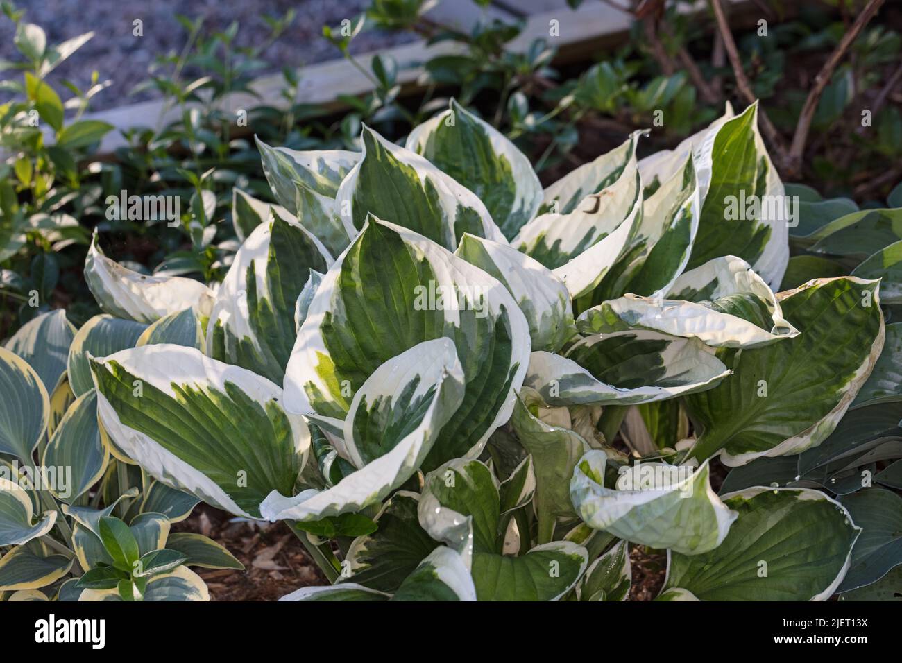 Hosta patriot hi-res stock photography and images - Alamy