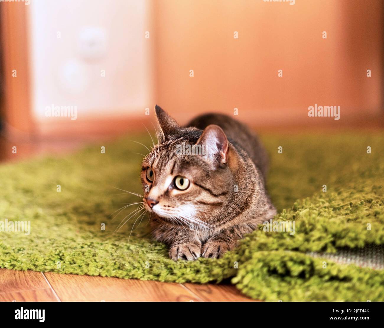 Striped tabby beige cat with green eyes lying on a green carpet and getting ready to jump in the home room cute pets animals selective focus Stock Photo