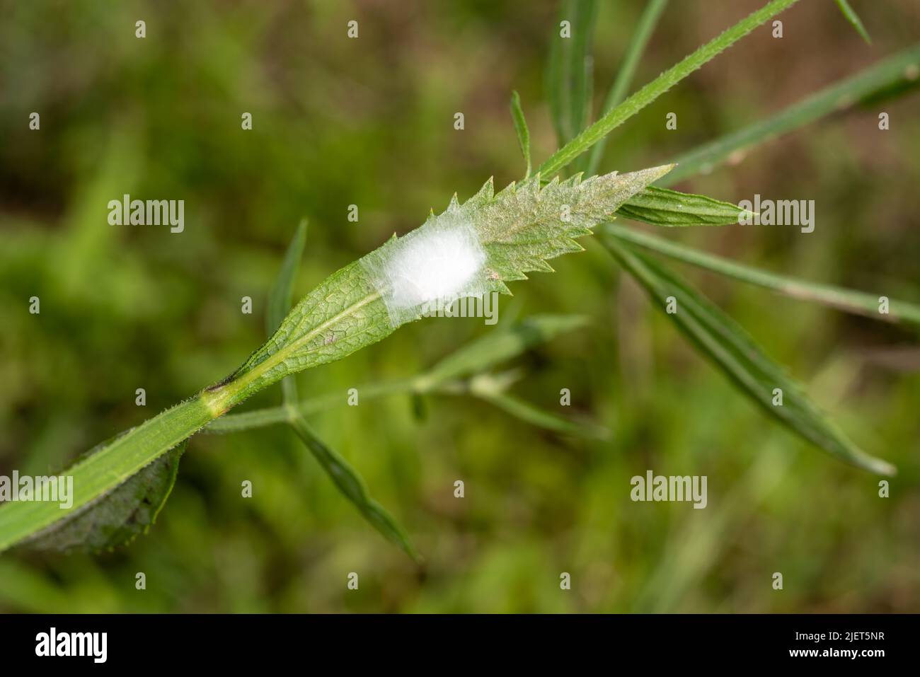 Spider house made of web on the back of a grass leaf. Stock Photo