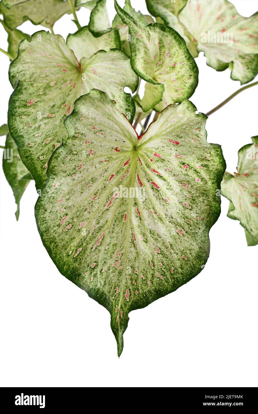 Leaf of topical 'Caladium Candyland' houseplant on white background Stock Photo