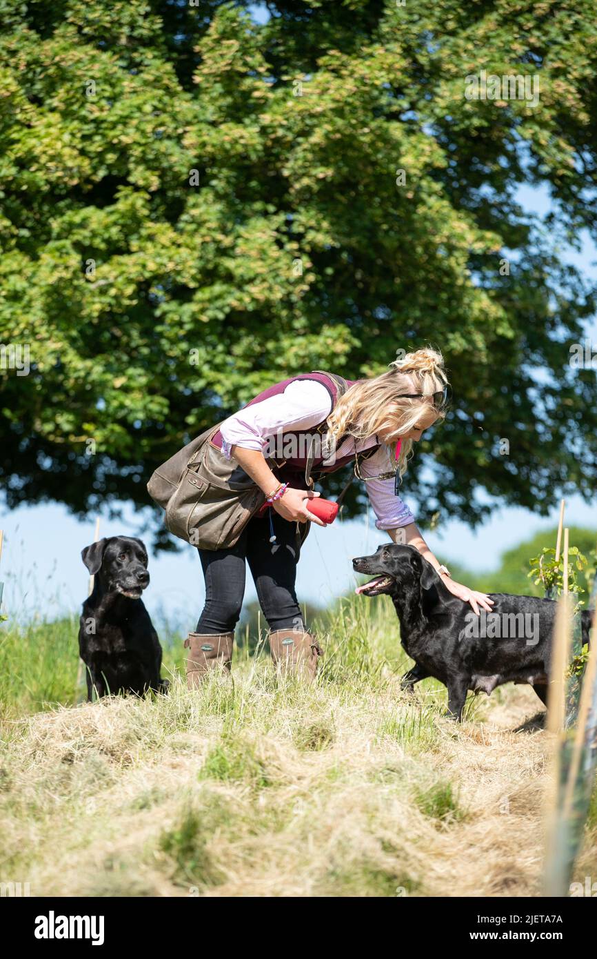 Strigidae Gundogs Stock Photo