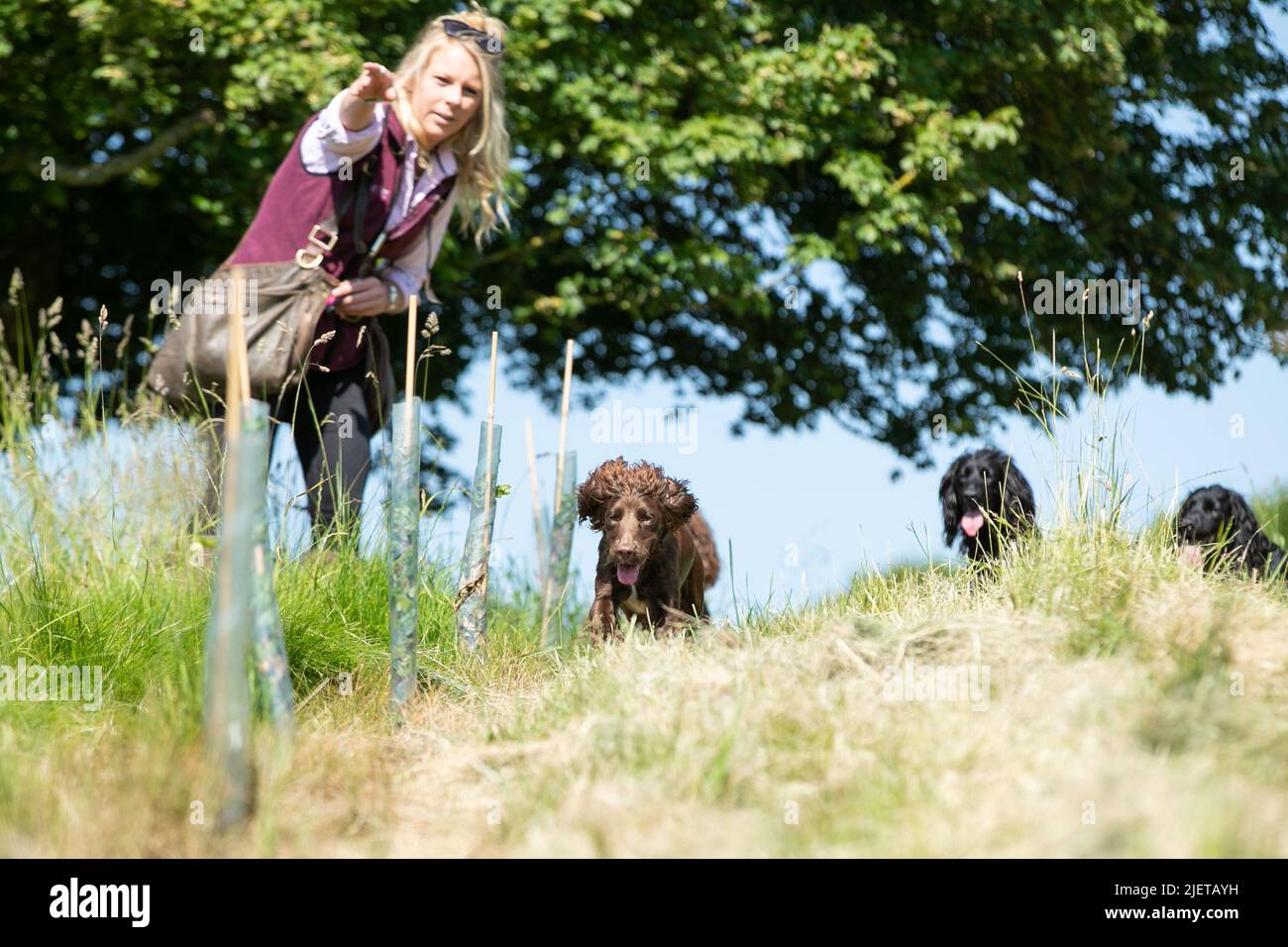 Strigidae Gundogs Stock Photo