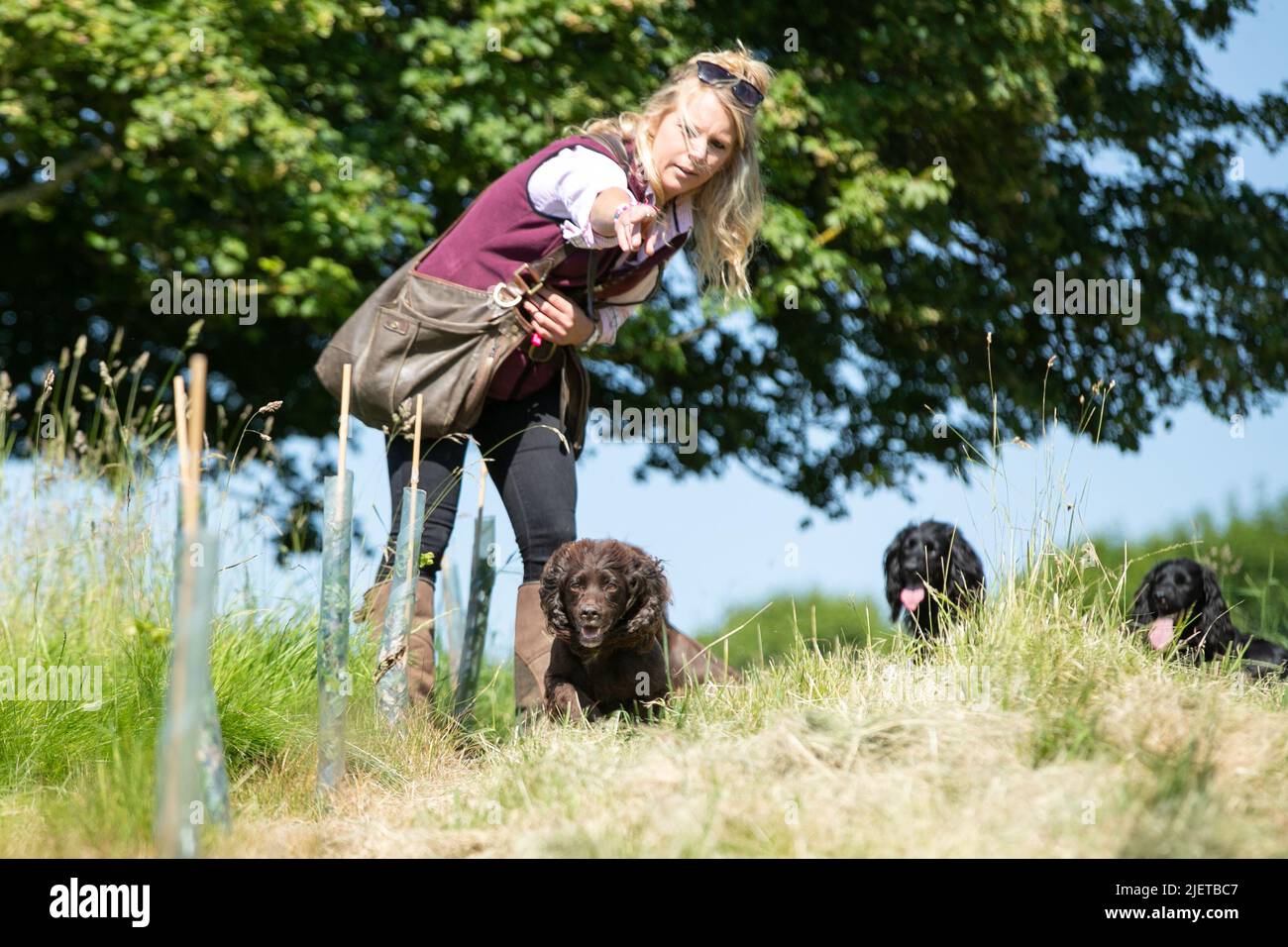 Strigidae Gundogs Stock Photo