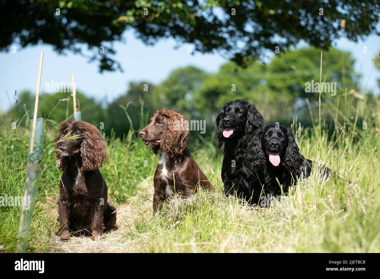 Strigidae Gundogs Stock Photo