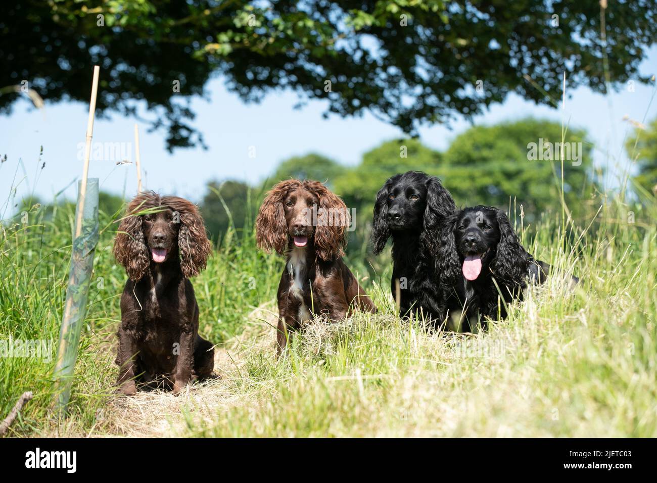 Strigidae Gundogs Stock Photo