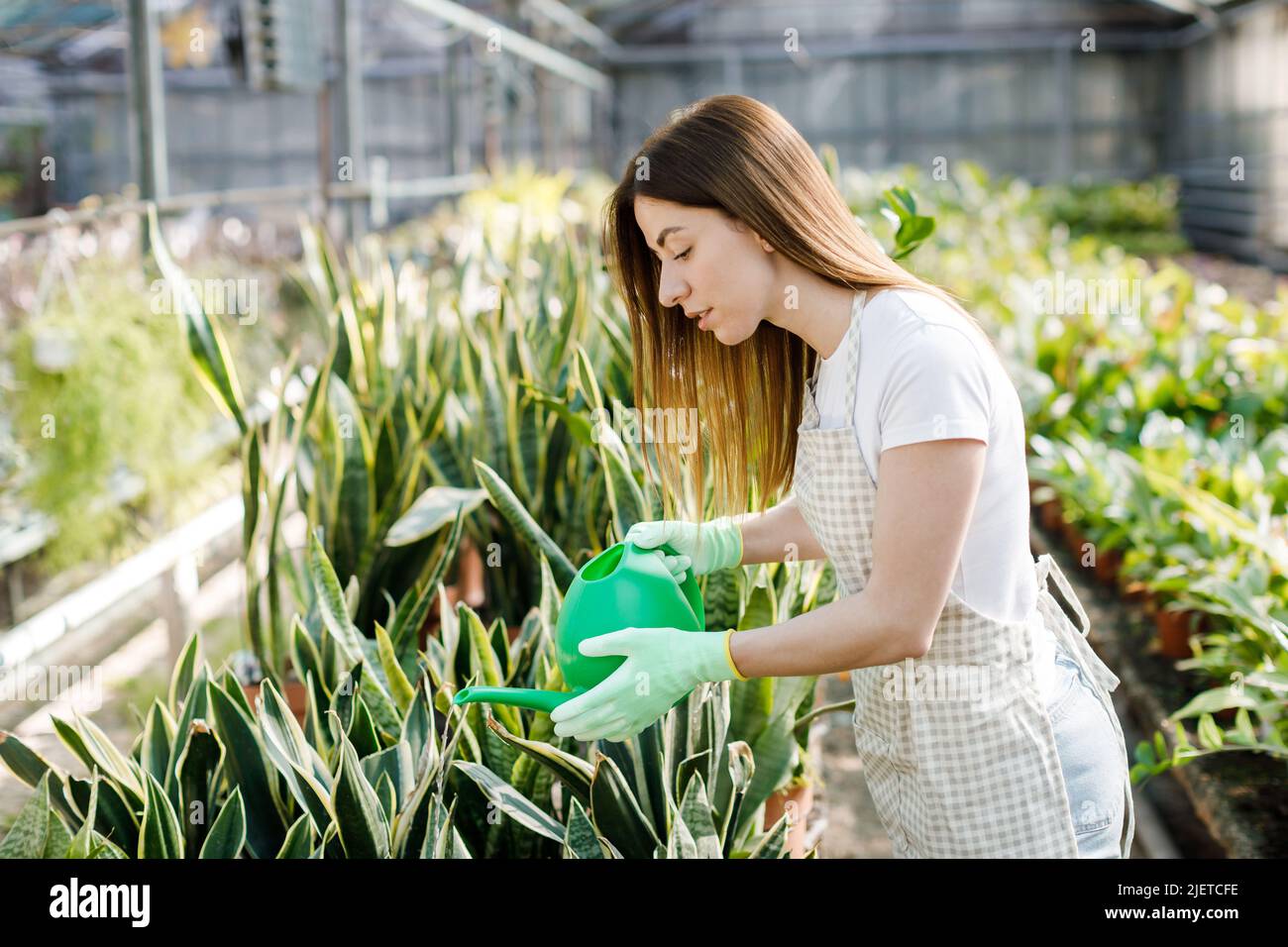 A young woman stands in the middle of a large greenhouse and pours pots ...