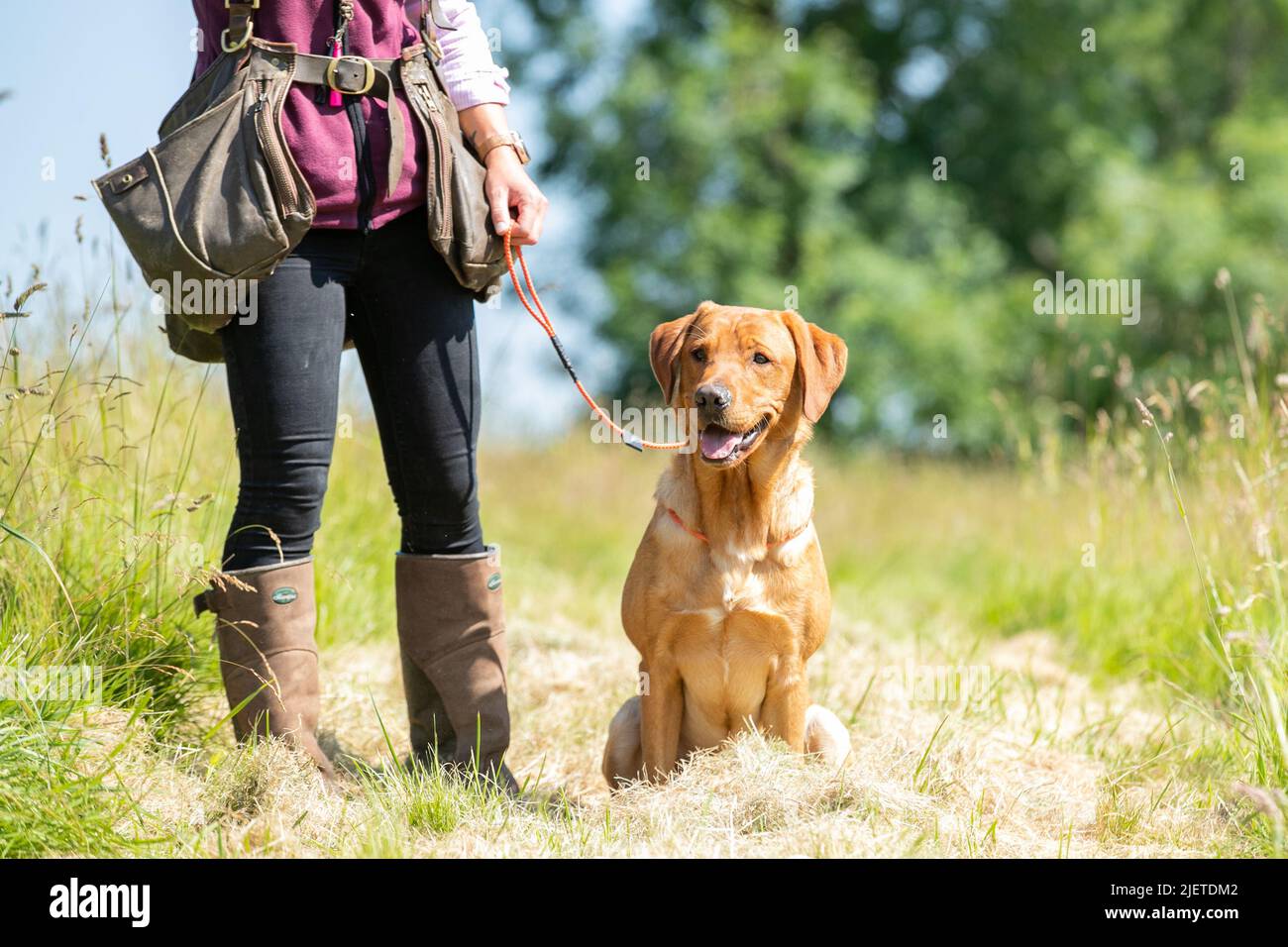 Strigidae Gundogs Stock Photo