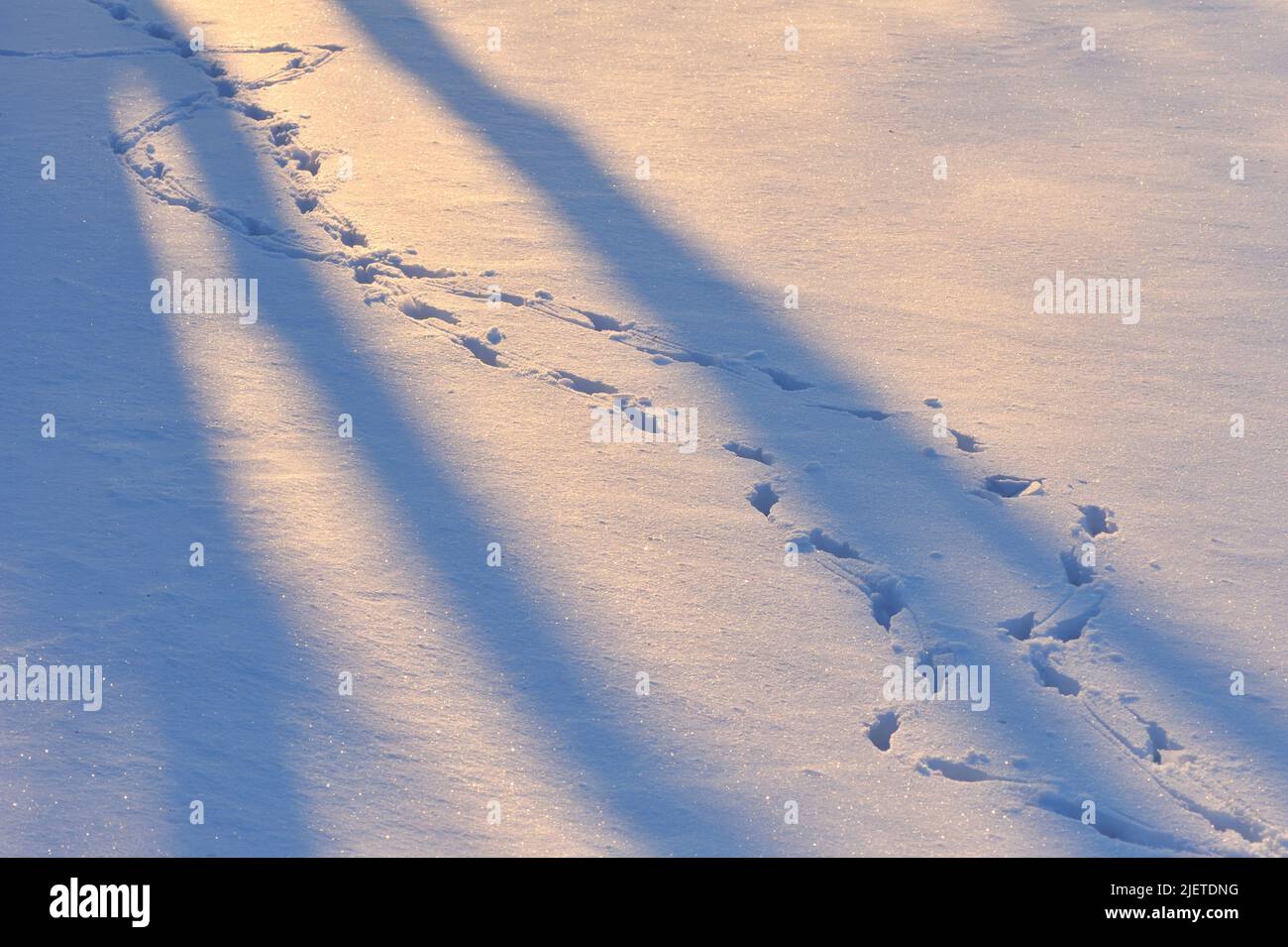 Bird tracks on snow Stock Photo