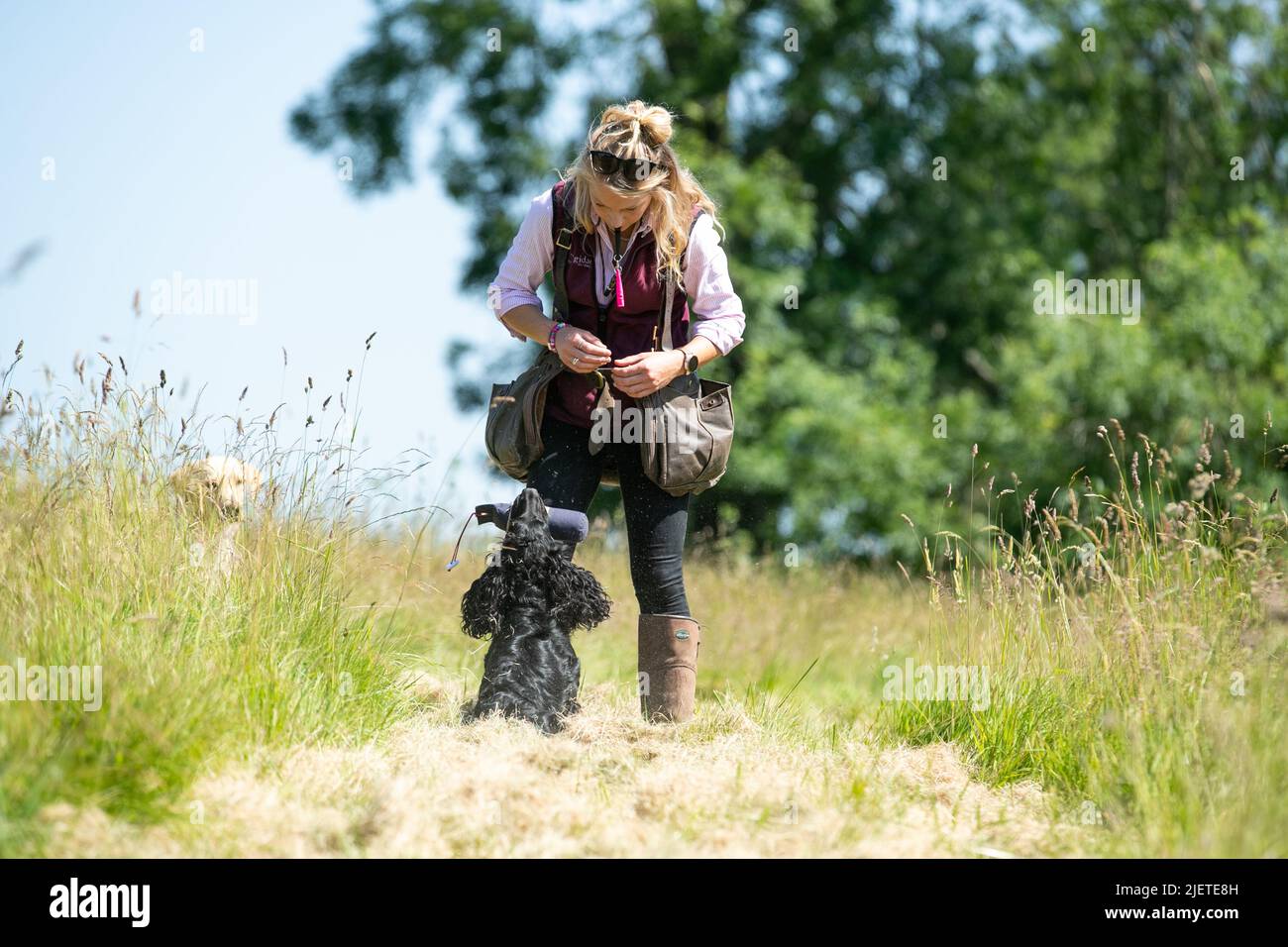 Strigidae Gundogs Stock Photo