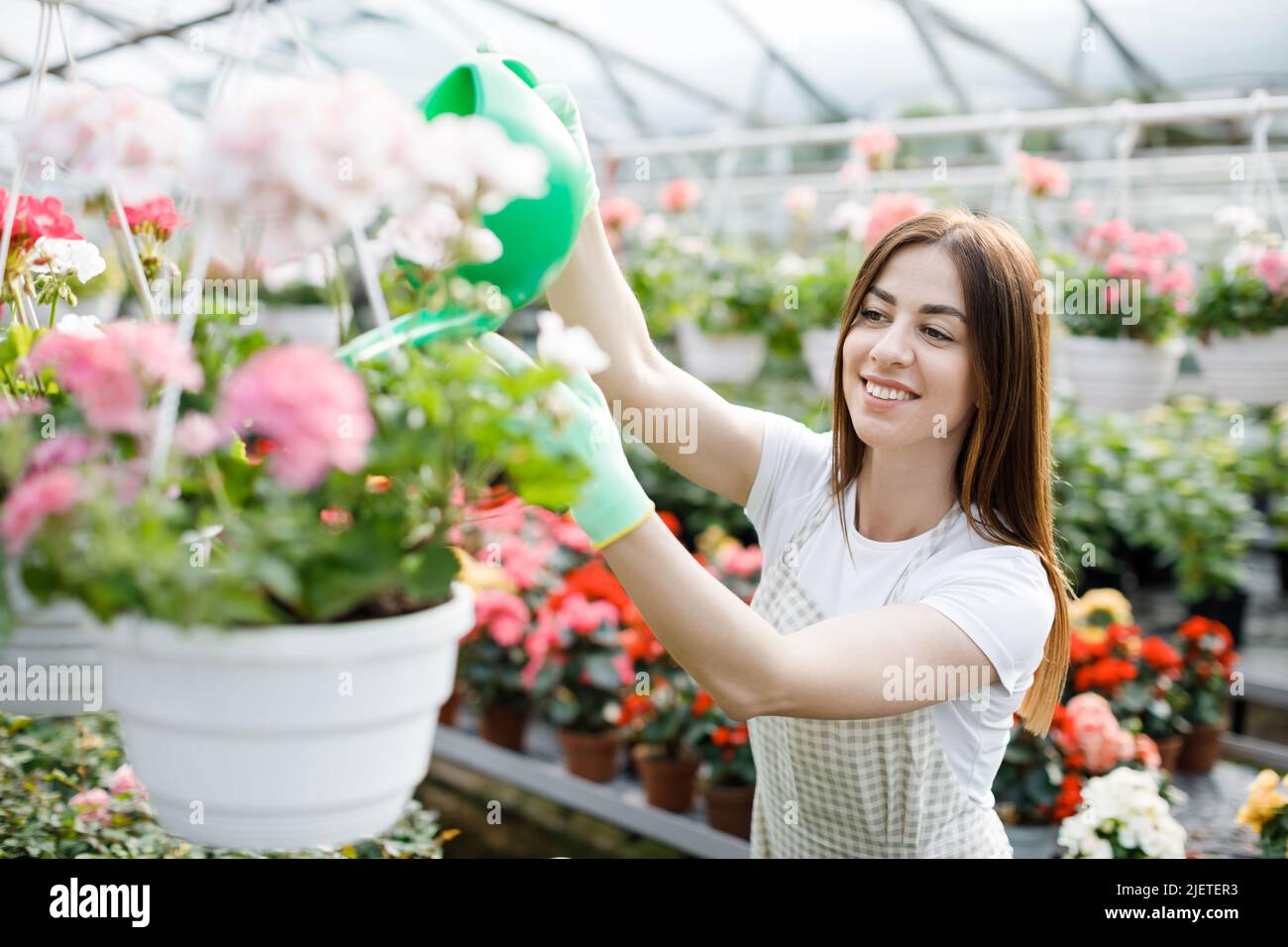 A young woman stands in the middle of a large greenhouse and pours pots ...