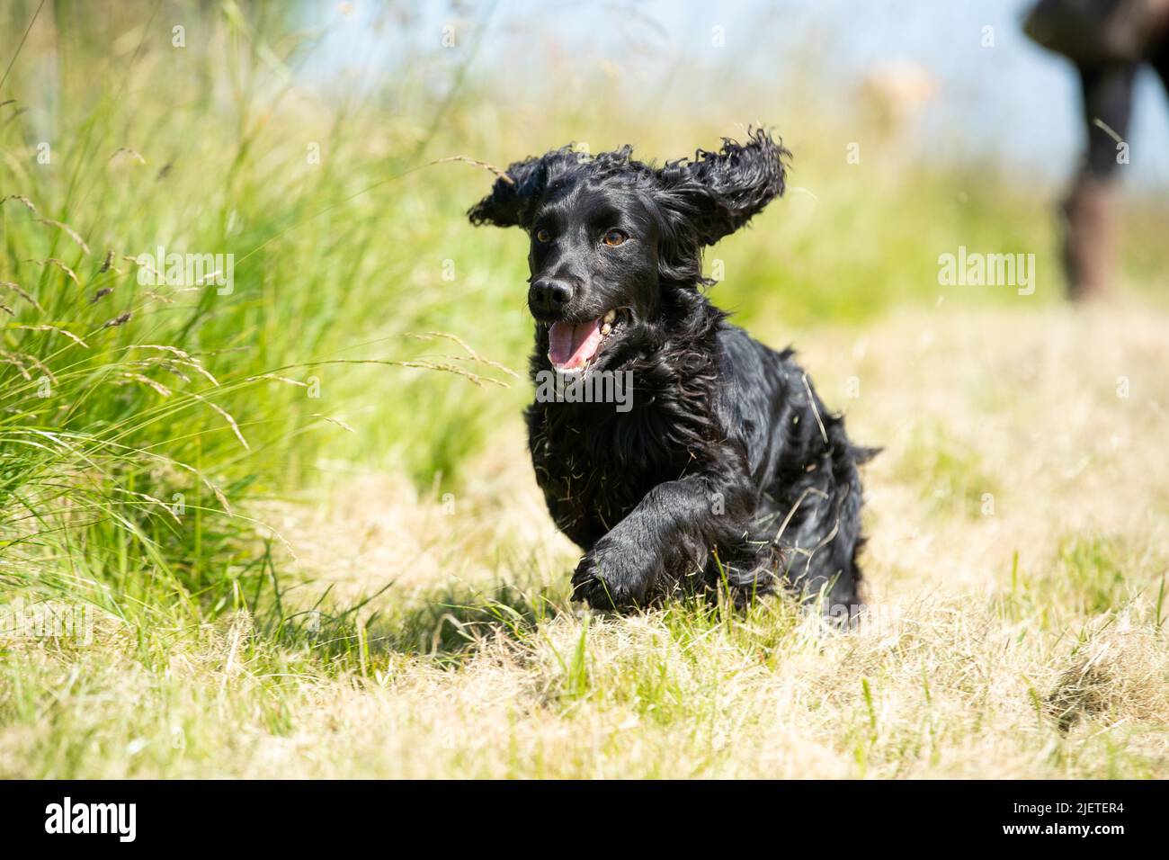 Strigidae Gundogs Stock Photo