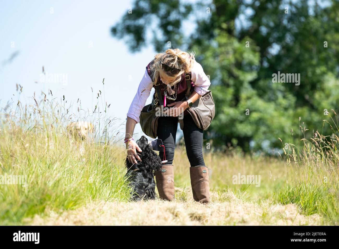 Strigidae Gundogs Stock Photo