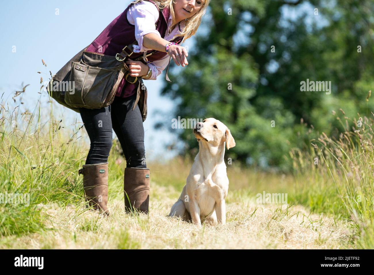 Strigidae Gundogs Stock Photo