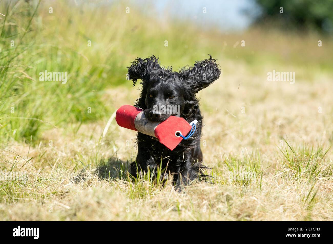 Strigidae Gundogs Stock Photo