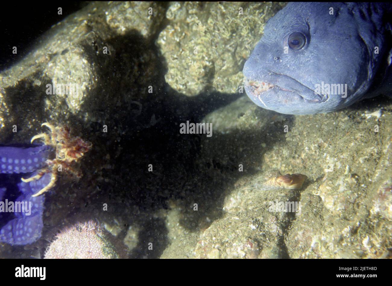 The Wolf Fish or Anarhichas lupus, The Wolf Fish or Anarhichas lupus, excepting food from a diver, side view, diver hand in the picture, crab claw, Stock Photo