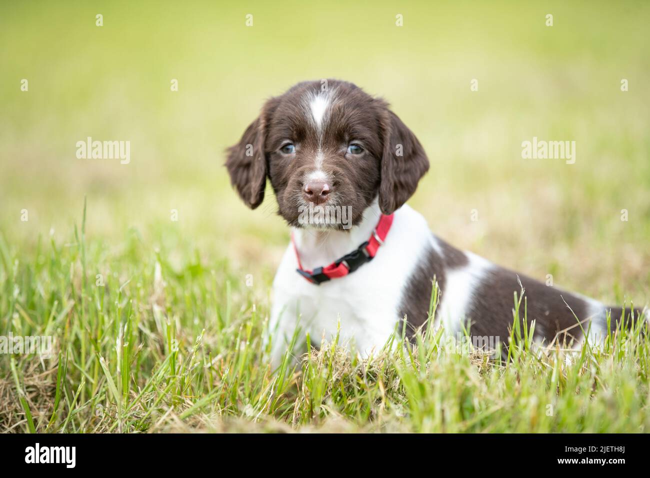 Sprocker Spaniel Puppies Stock Photo