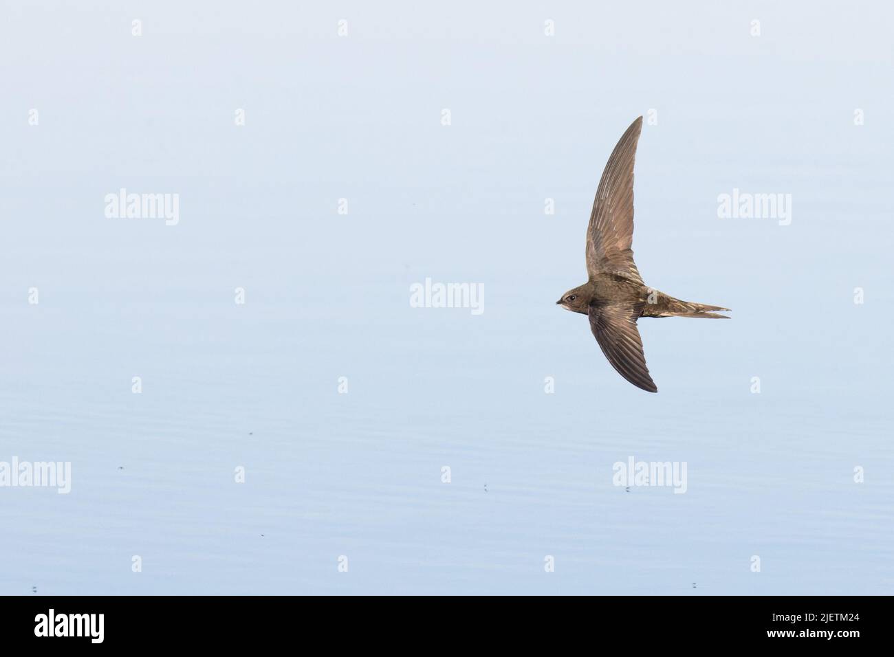 Common Swift (Apus apus) flying and drinking Norwich GB UK June 2022 ...