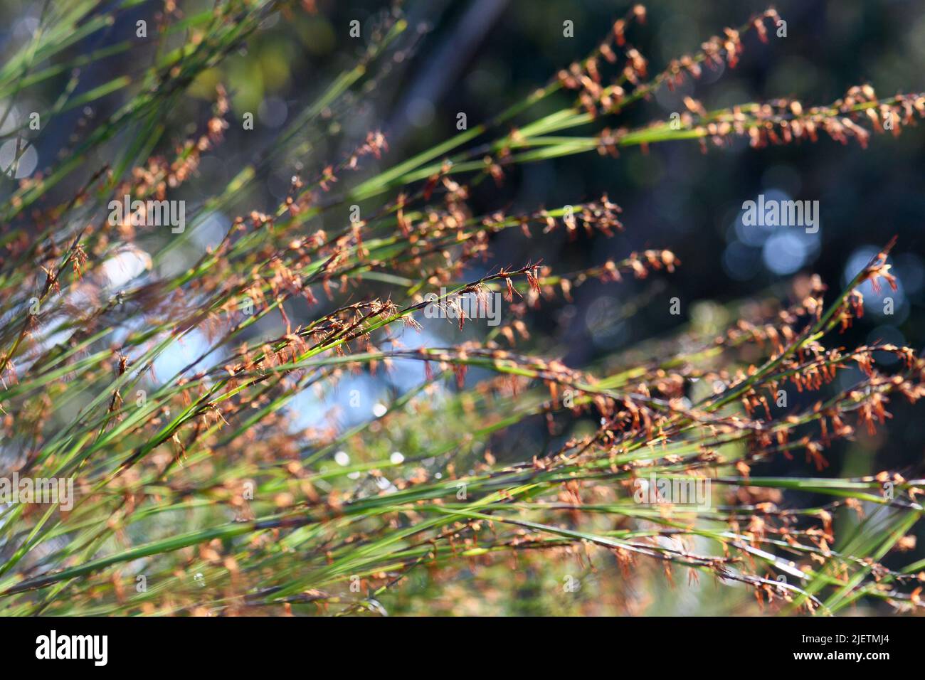 Stems and flowers of the Australian native Thick Twist Rush, Caustis pentandra, family Cyperaceae. Tall clumping perennial sedge of heath Stock Photo