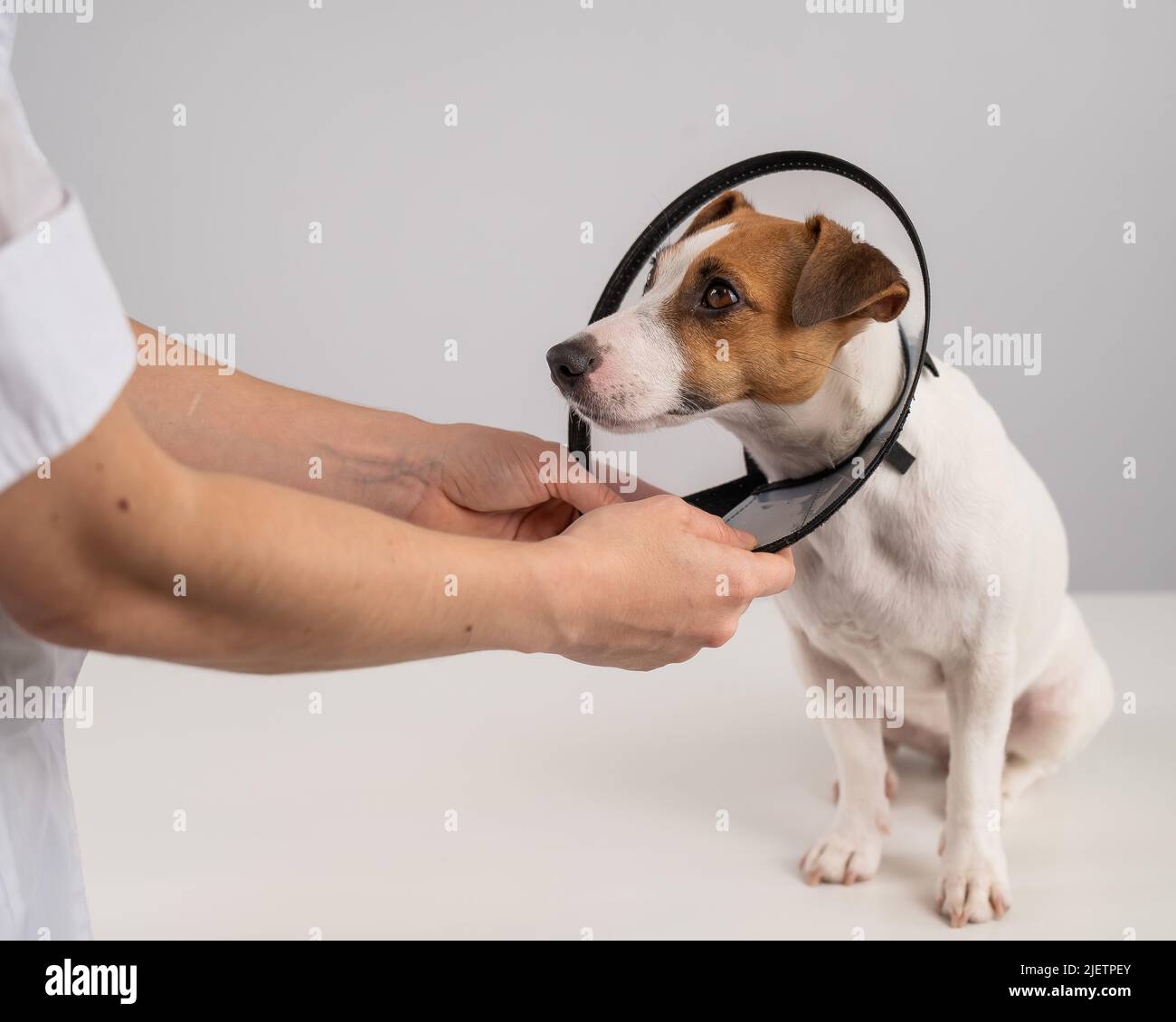 A veterinarian puts a plastic cone collar on a Jack Russell Terrier dog