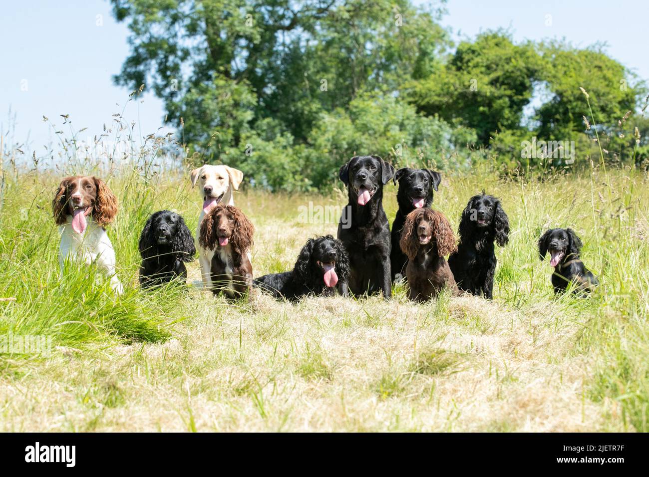 Strigidae Gundogs Stock Photo