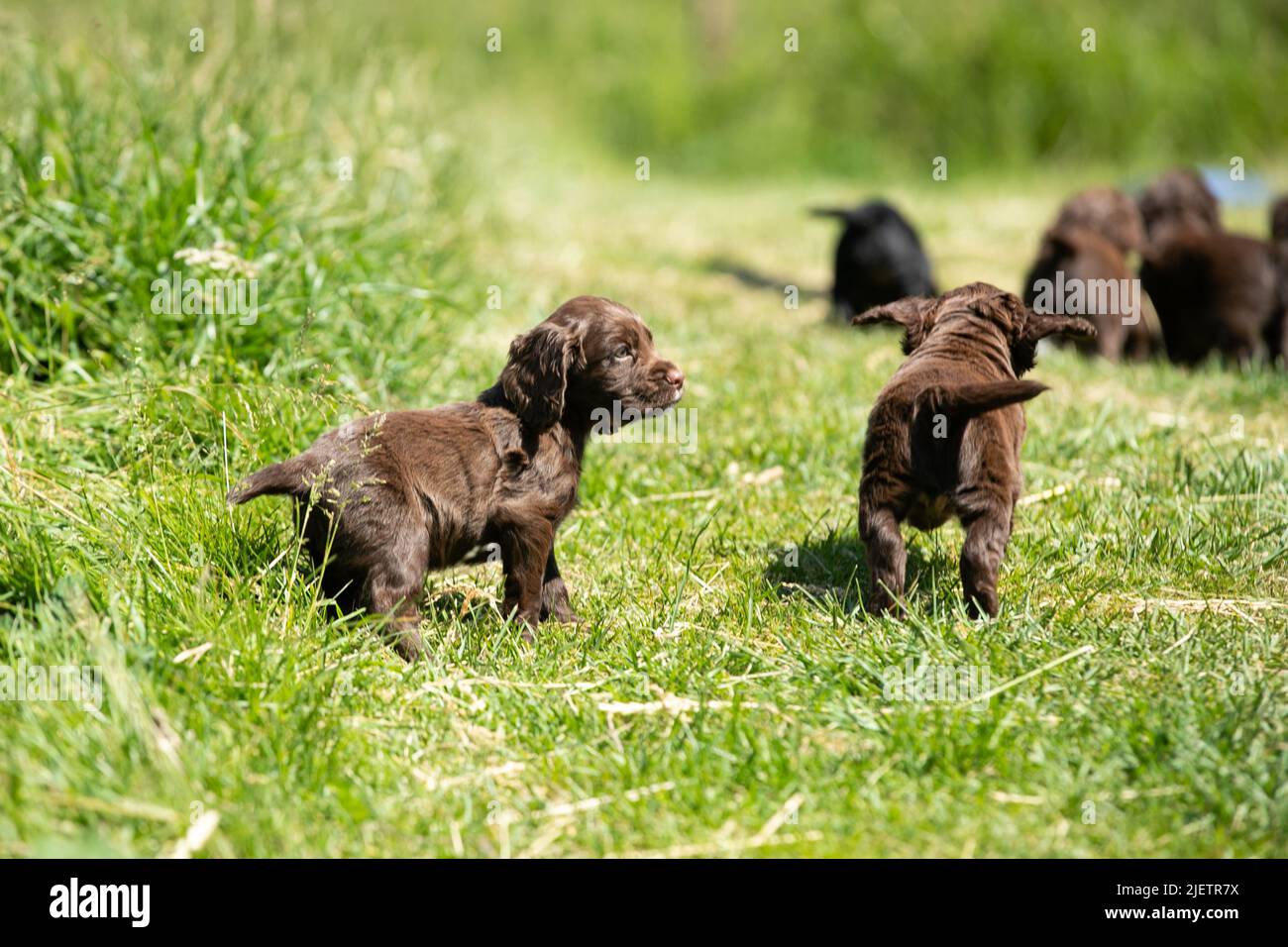 Strigidae Gundogs Stock Photo