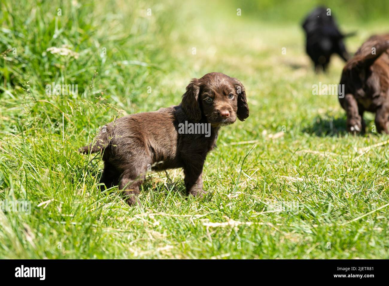 Strigidae Gundogs Stock Photo