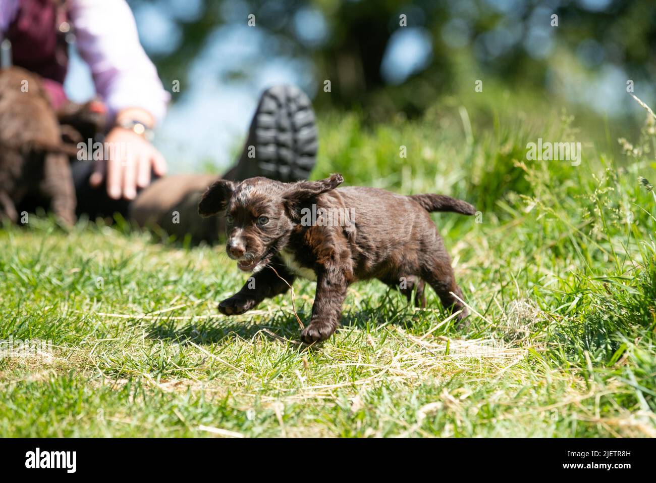 Strigidae Gundogs Stock Photo