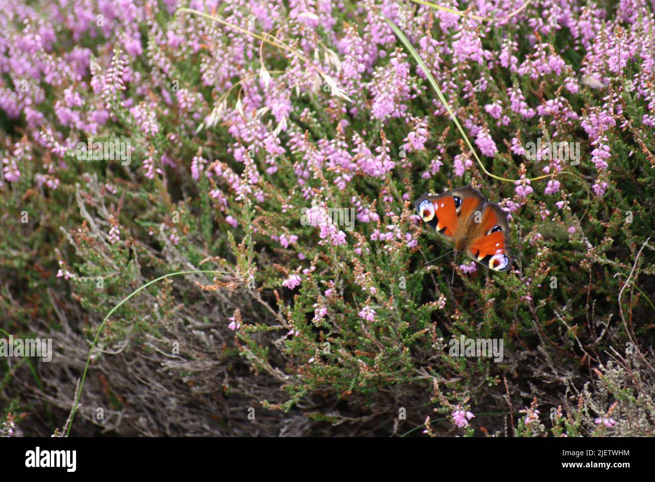 Peacock butterfly on pink heather Stock Photo