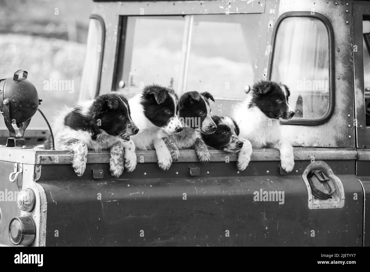 Working Sheepdog and Puppies Stock Photo Alamy