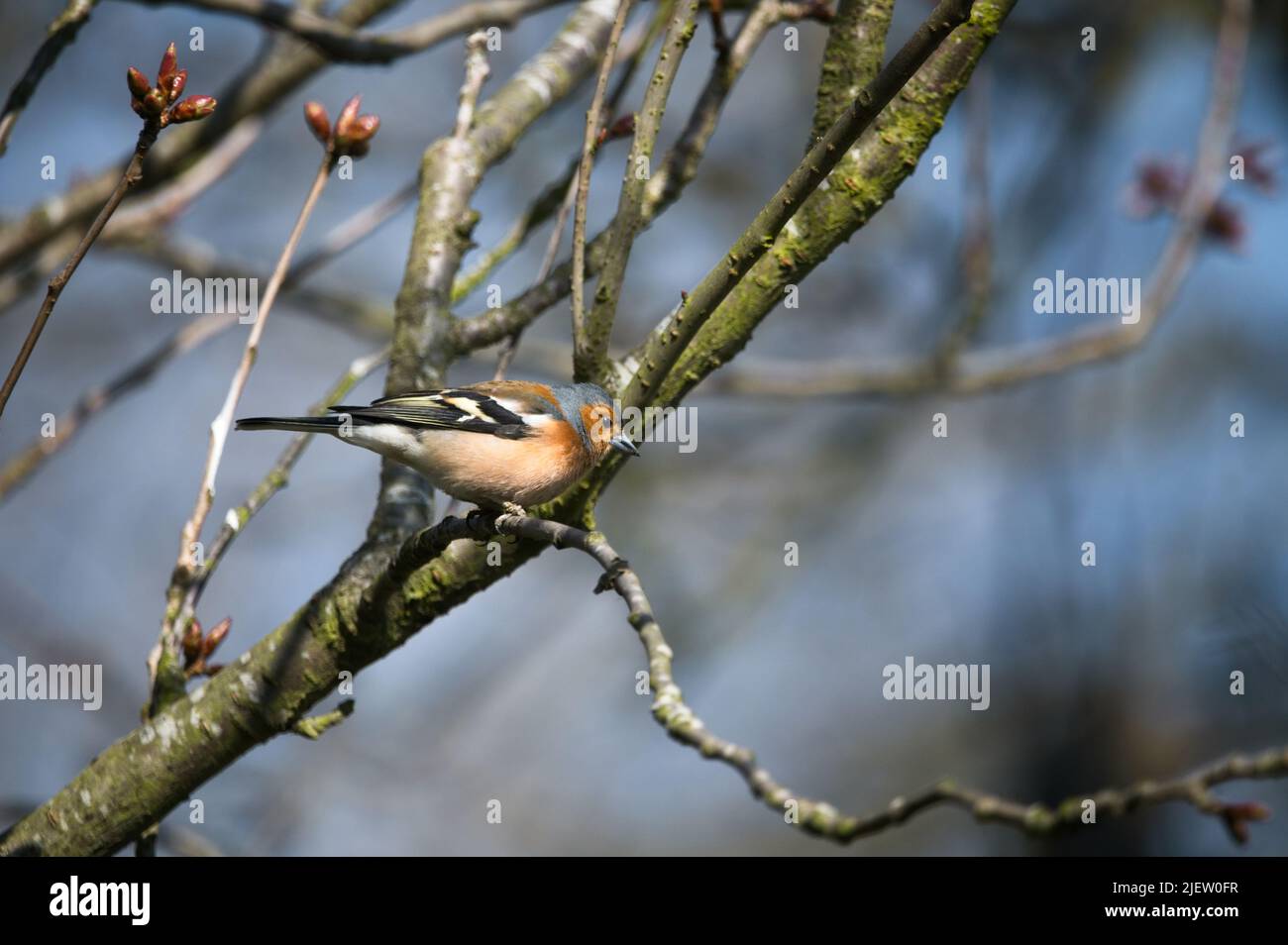 Summer male chaffinch (Fringilla coelebs) perched on tree brach watching and preparing to take flight Stock Photo