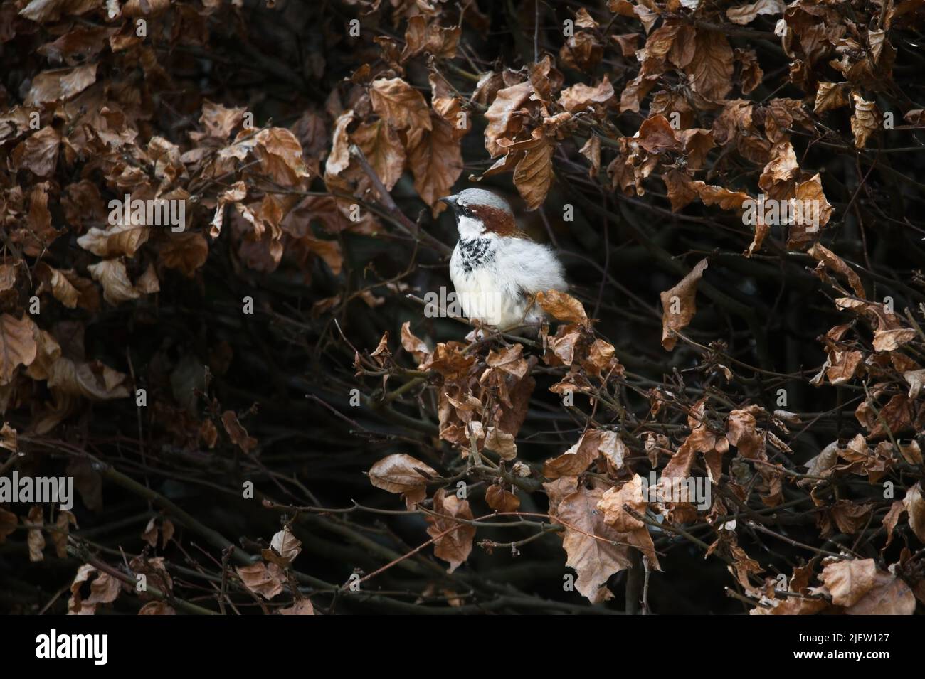 Male house sparrow (Passer domesticus) purched in a hedgerow with golden/orange leaves Stock Photo