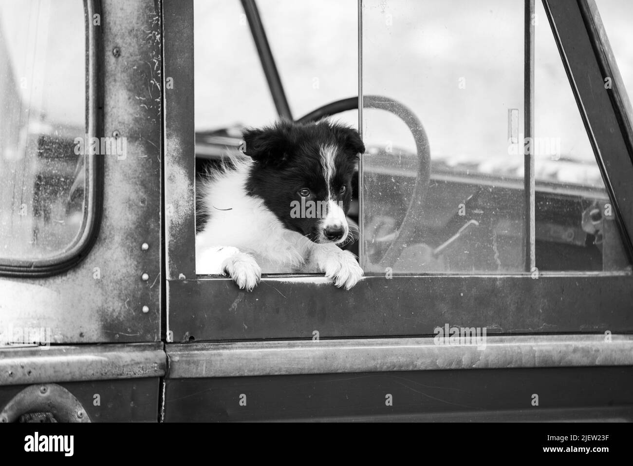 Working Sheepdog and Puppies Stock Photo Alamy