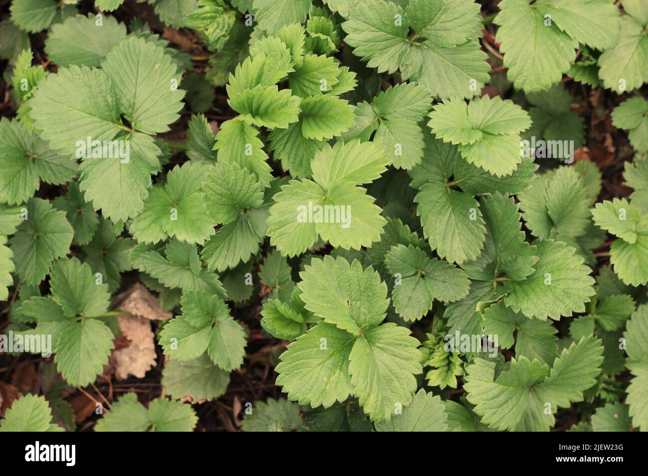 Leafy strawberry plants growing in the kitchen garden Stock Photo - Alamy