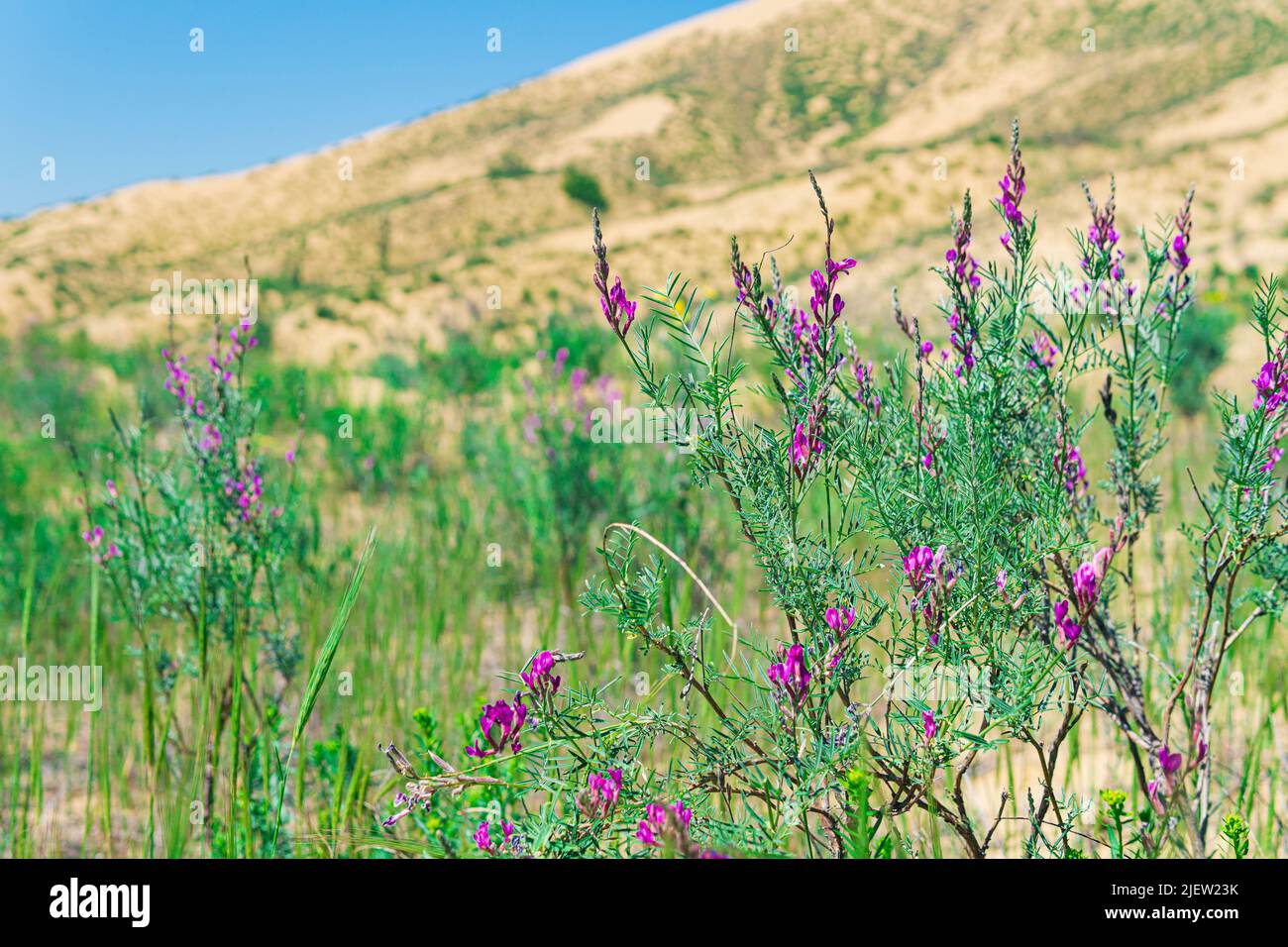 purple astragalus flowers in blooming spring desert, Sarykum sand dune Stock Photo