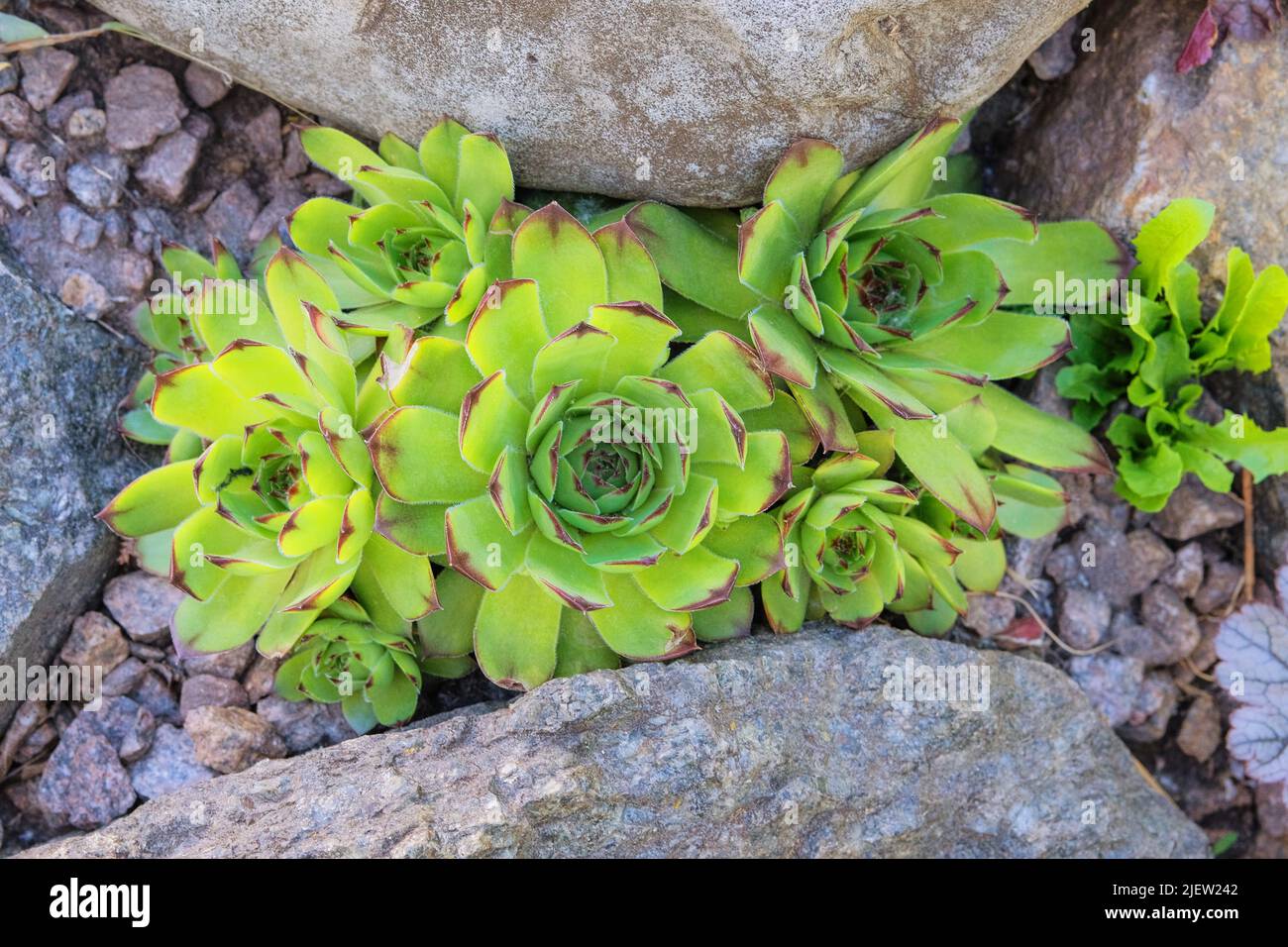 Succulent plant for landscape design in courtyard. Aeonium lindleyi plants. Top view. Stock Photo