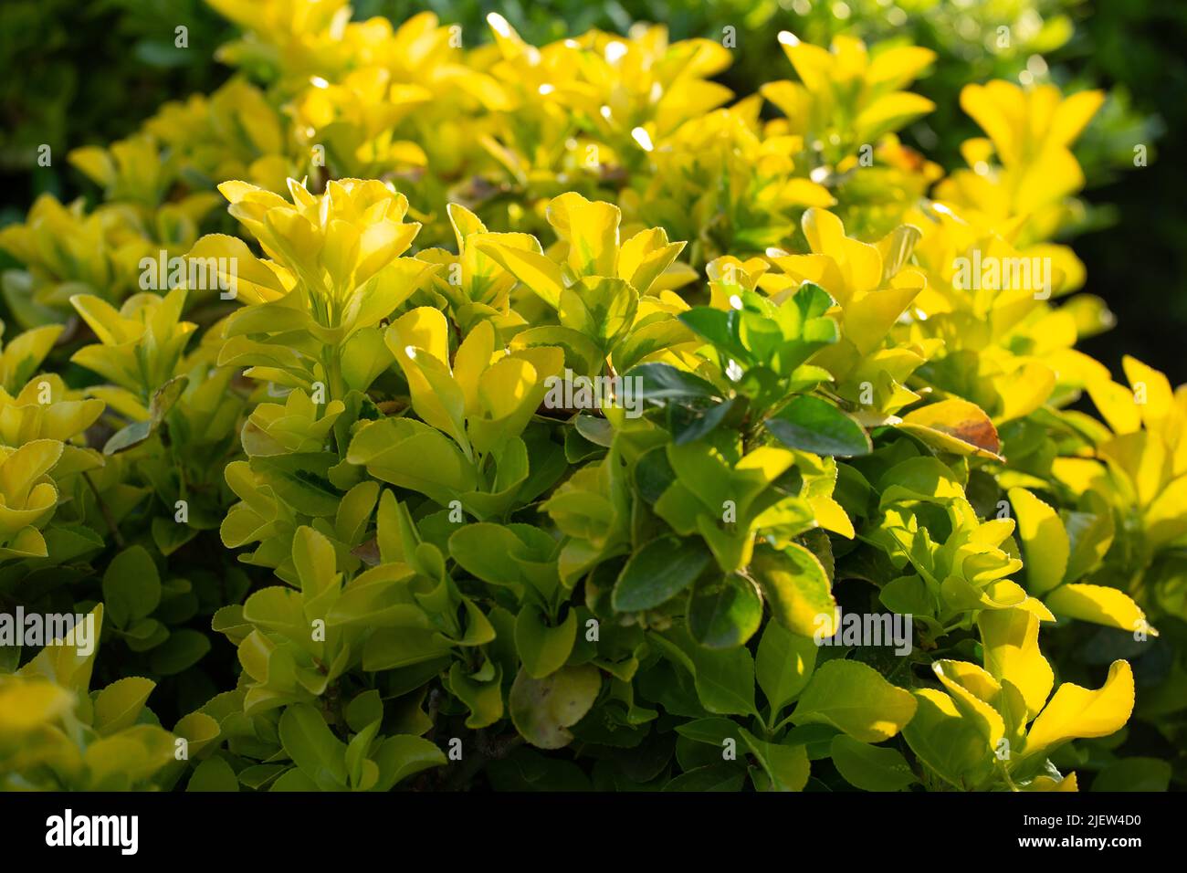 Green yellow leaves of Euonymus japonicus in the garden outdoor. Stock Photo