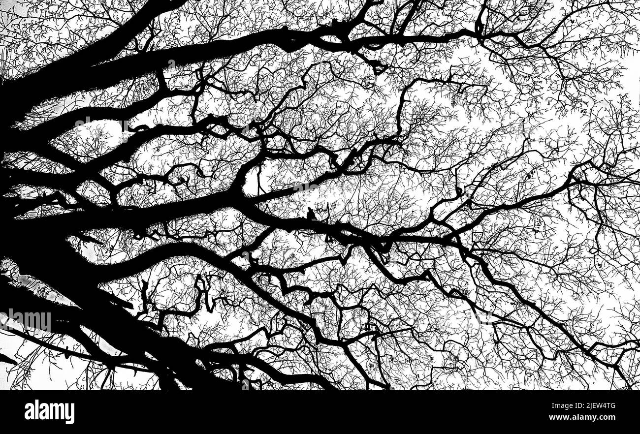 Old Tree Branches Stock Photo