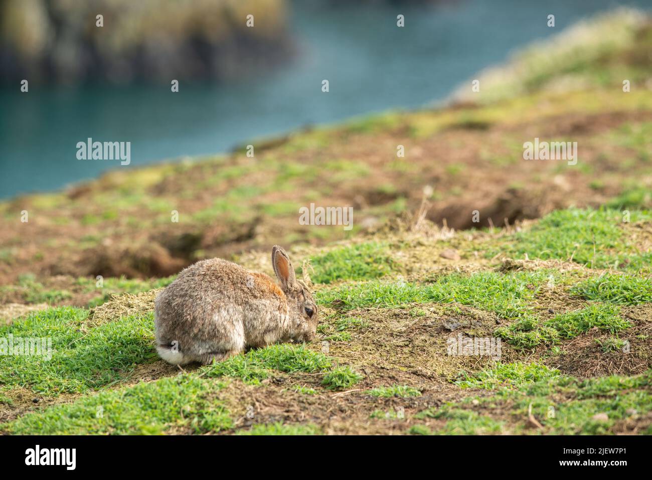 Skomer Rabbits Rabbit on Skomer Island, Wales, UK Stock Photo - Alamy