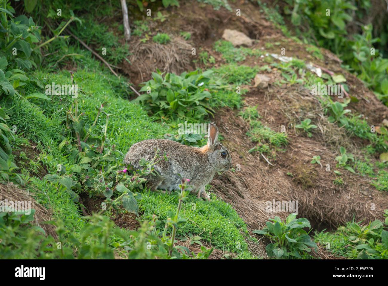 Skomer Rabbits Rabbit on Skomer Island, Wales, UK Stock Photo - Alamy
