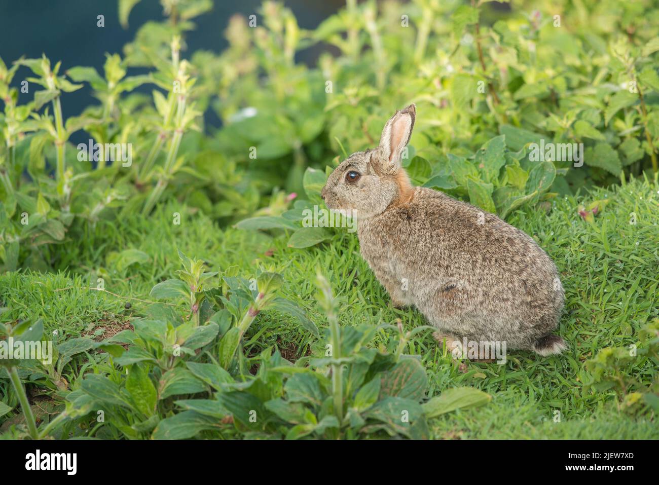 Skomer Rabbits Rabbit on Skomer Island, Wales, UK Stock Photo - Alamy