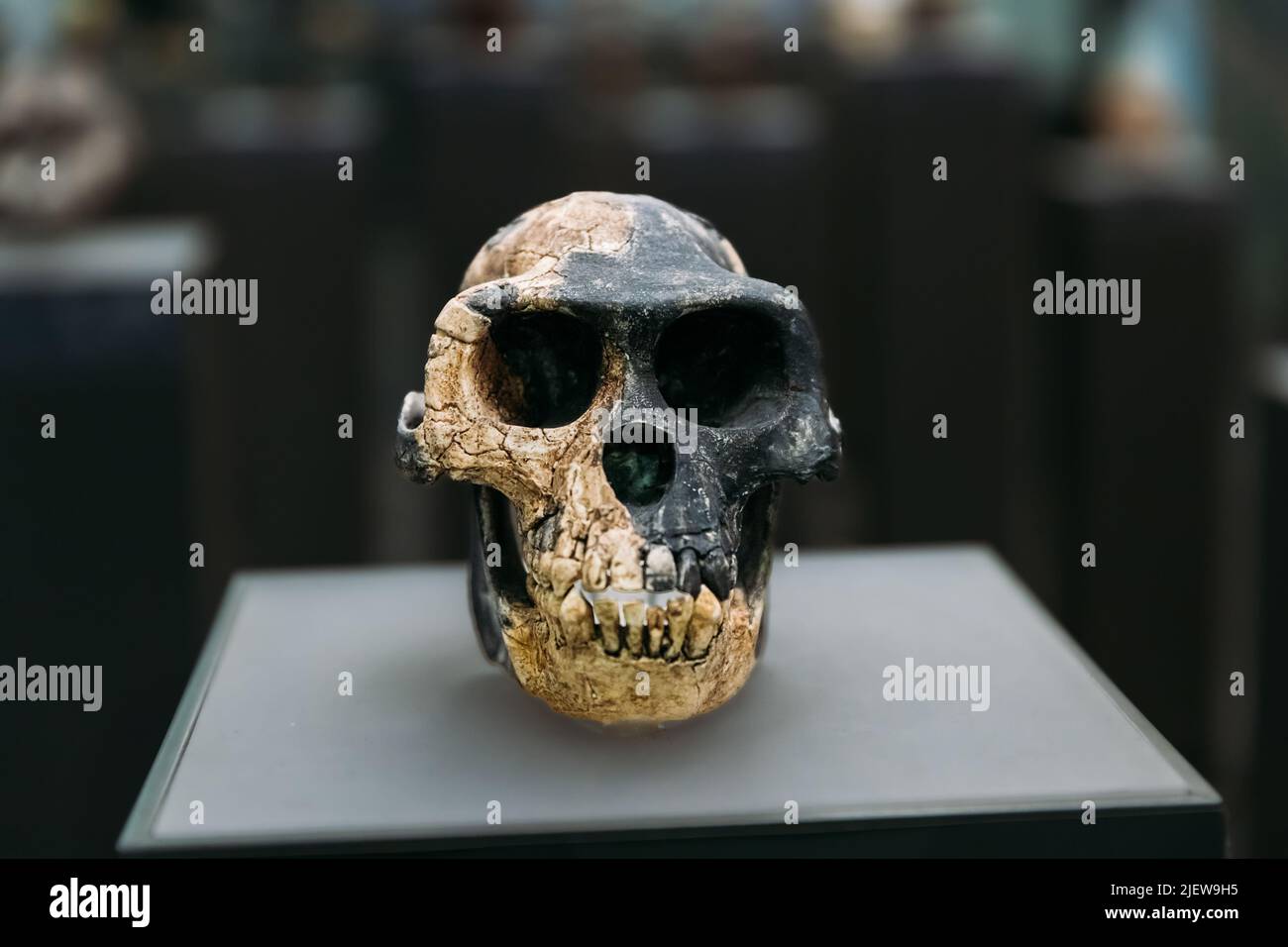 Ardipithecus Ramidus Skull. Dated To 4.4 Million Years Ago. Ara-VP-6/500 Discovered In Aramis, Ethiopia. Tbilisi, Georgia. Georgian National Museum. A Stock Photo