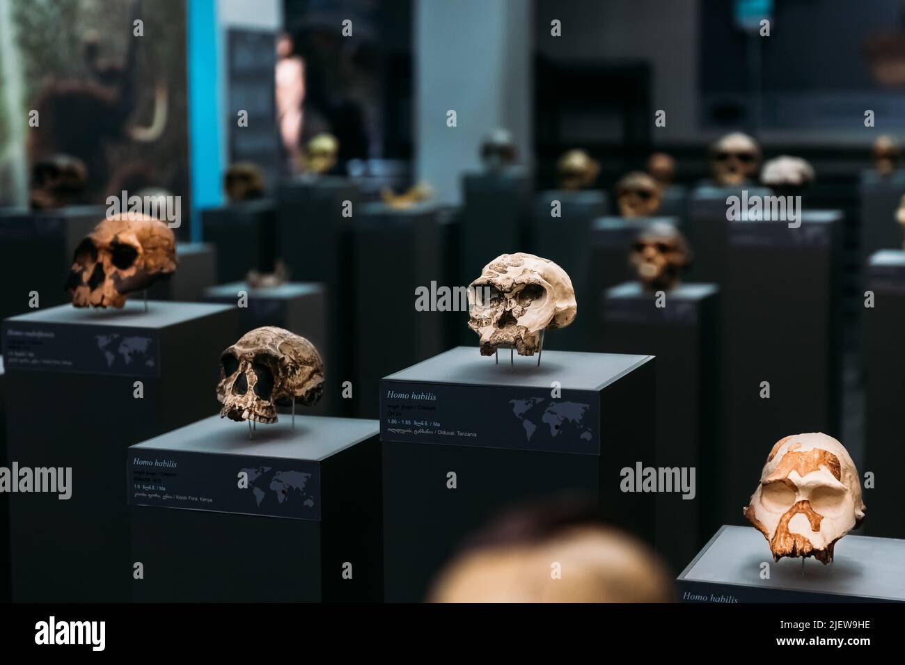 Tbilisi, Georgia. Georgian National Museum. General View Of Prehistoric Skulls, Including Homo Habilis Skull. Dated To 1.9 - 1.8 Million Years Ago. Di Stock Photo